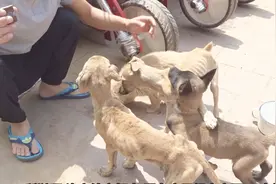 小伙5000块养4条小狗明白了，抽搐不仅是犬瘟，灌药也有很多技巧视频封面