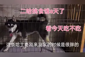 饿了8天的二哈，今天会接受狗粮吗？纠正狗挑食就靠坚持
