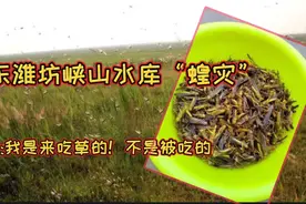 2017年发生在山东峡山水库的一场蝗灾“惨案”！蚂蚱:我太难了！
