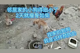 养狗最致命的莫过于犬瘟和细小，细小预防，这种中药粉很不错