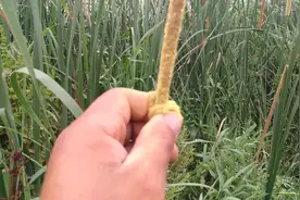 养羊老手的羊为什么羊长得又快又肥，看看他用的什么绝招！