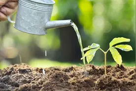 打除草剂什么时候最好？天太热不打，下了露水马上就打视频封面