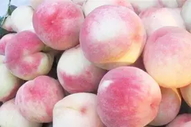 原来保存桃子这么简单！学会这个土方法，放上一个月都不坏味更甜