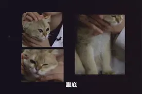 怀孕了还养猫，你不怕感染弓形虫吗？视频封面