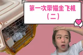 猫咪坐飞机：随身托运猫咪多少钱？航空箱还需要打包？视频封面