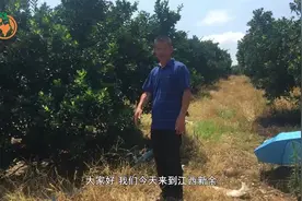 柑露果服莫刚凡江西之行：探讨新余蜜橘与金秋砂糖橘的区别视频封面