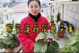墨兰冬季要怎么浇水，要看天气预报，冬季给绿植浇水不可任性视频封面