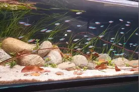 这就是鱼缸里鱼儿成群景象的魅力，鱼儿在原生缸里群游，好壮观视频封面