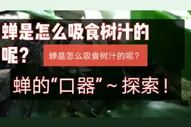 蝉是怎么吸食树汁的呢？