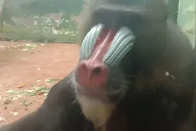 今天才明白这是世界上最大的猴子，我以为是狒狒呢