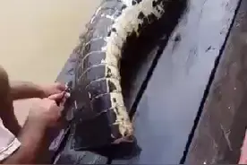 鳄鱼尾巴切断还能动视频封面