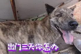 要出远门三天，家里的中华田园犬怎么办，看看蚂蚁是怎么做的视频封面