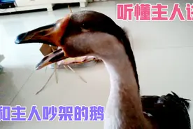 一只能听懂主人讲话的宠物鹅和主人吵架，主人骂一句鹅就回一句视频封面