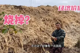 堆积如山的甘蔗渣，求助网友，除了烧掉，还有更高的经济价值吗视频封面