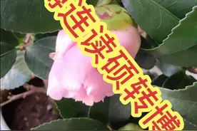 硕转博，硕博连读，还是考博？视频封面