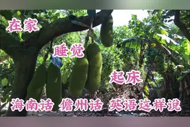 琼海果农用海南话儋州话说三句常用口语，再听老家海南，浓浓乡愁视频封面