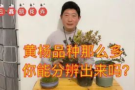 黄杨的品种那么多，你能分辨出来吗？大家看看哪种黄杨更漂亮视频封面
