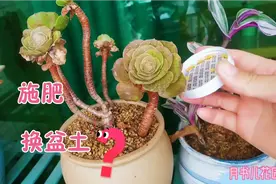 秋意渐浓，掉光叶子的多肉法师这样给它处理，长得枝繁叶茂视频封面