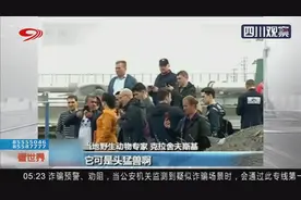 俄罗斯：40年未见！北极熊现身西伯利亚城市视频封面