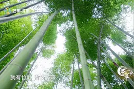 浑身是宝的竹子 连竹片中的汁液都能作为中药视频封面