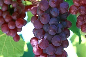 挑选葡萄有技巧，记住这几点，买到的葡萄个个酸甜可口！