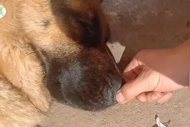 兄弟，不得不说你是真的狗