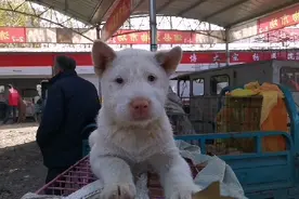 狗市实拍：3个多月的下司猎犬1000多块钱，为啥没人问视频封面