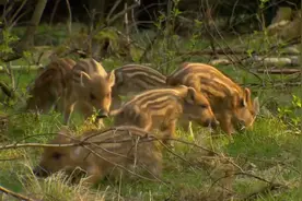 野猪小时候也太可爱了，小野猪小家伙
