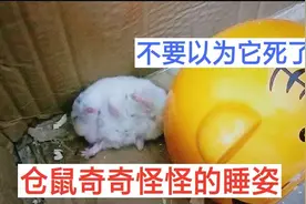 揭密仓鼠一些奇怪的睡姿，你以为它死了，其实它只是在睡觉视频封面