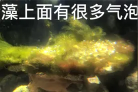 海缸爆藻第23天，有些藻上面出现很多的气泡