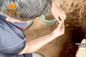 日常刨中华草龟蛋，一窝能生7个蛋「龟谷鳖老」视频封面