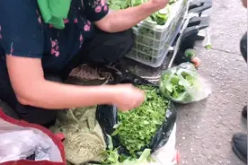 合肥市庐阳区杏林小区菜市场，菜价比滨湖便宜，还能买到农家菜视频封面