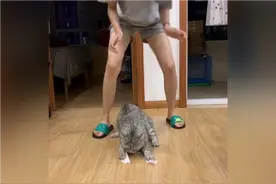 为什么我家的猫与我看到的不一样啊？视频封面