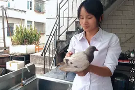 鸽子汤加这两样东西一起炖，营养滋补，特别适合孩子喝视频封面