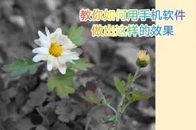 教你如何用手机做出照片的局部有颜色。很简单哦