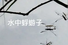 水蜉蝣能水上行走自如，奇怪的是它站在水面上，脚却不会划破水面