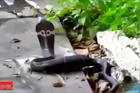 猫的反应速度究竟是蛇的几倍呢视频封面