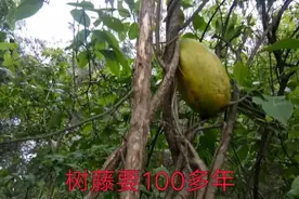 大山里的野果，有10多斤重，你们见过吗视频封面