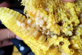 带蜂蛹的巢蜜能吃吗？原来野生蜂巢蜜还有这么多讲究视频封面