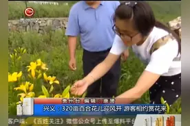 蓝天白云花儿朵朵！320亩百合花儿迎风开，游客相约赏花来！