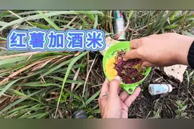 野钓：红薯加酒米打窝，效果非常好，想不爆护都难#钓友记#