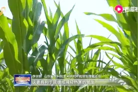 高温天警惕玉米热害！怎样预防高温对玉米的危害呢，专家为您支招视频封面