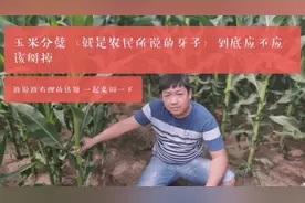 农民所说的玉米牙子到底应不应该掰掉，一起聊一聊，农村高产玉米