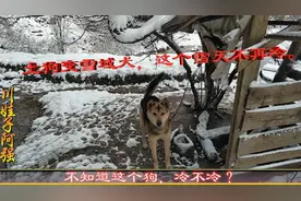 土狗真的比狼狗更耐寒吗?土狗求生欲望更强吗?视频封面