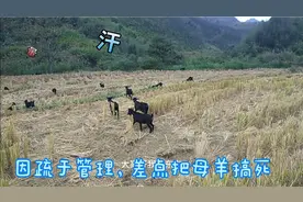 因疏忽大意，母羊生产后屁股长蛆虫了，母羊都快不行了！视频封面