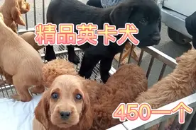 精品英卡犬非常漂亮，好狗只等有缘人，网友看了都想买