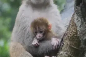 黄金小猴仔，可爱至极，养一个视频封面