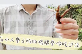 有小人参之称的鸡腿参，小时候的最爱，你吃过吗视频封面