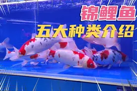 锦鲤鱼总共有13种大类，这期专辑先介绍5大类，每天进步一点视频封面