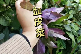 四川农家菜“血皮菜”，药用价值非常好的一种野菜视频封面